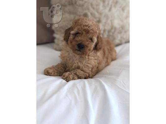 Εκπληκτικά κουτάβια poodle παιχνιδιών